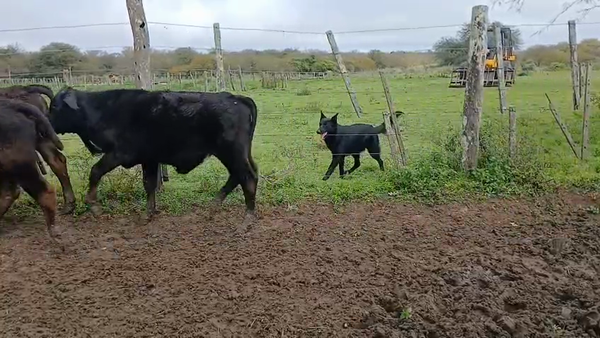 Lote 70 Terneros/as en Santa Fe, Reconquista
