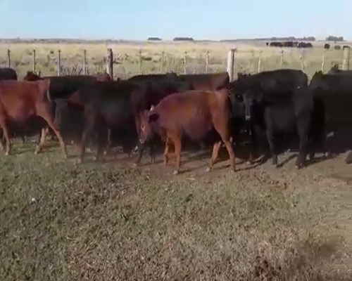 Lote 40 Novillitos en Benito Juárez, Buenos Aires