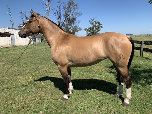 Lote MACEDO SERTANEJA ELDORADO