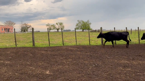 Lote Vacas de Invernada