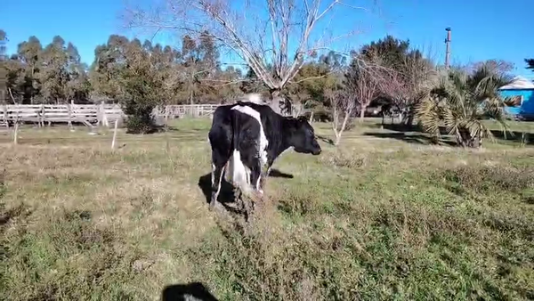 Lote Vacas de Invernada Holando en Cañada Grande