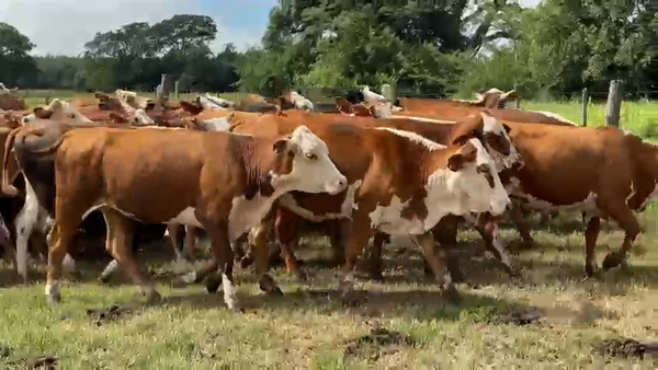 Lote 60 Vaquillonas en Corrientes, San Miguel