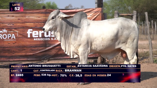 Lote ANTONIO BRUSQUETTI  LOTE 52