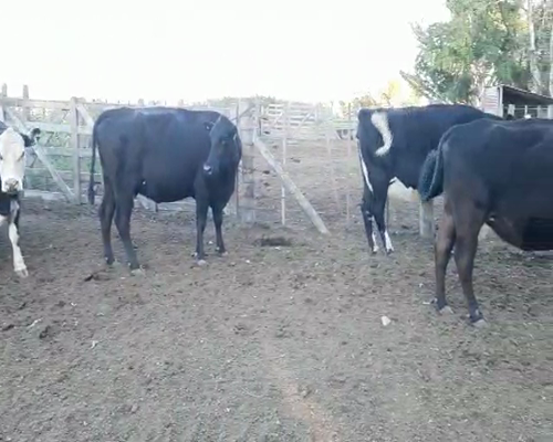 Lote (Vendido)6 Vacas de invernar, Córdoba