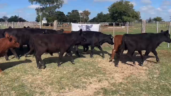 Lote 40 Terneros en Gral. Paz, Buenos Aires