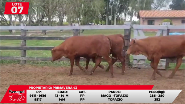Lote LOTE 7