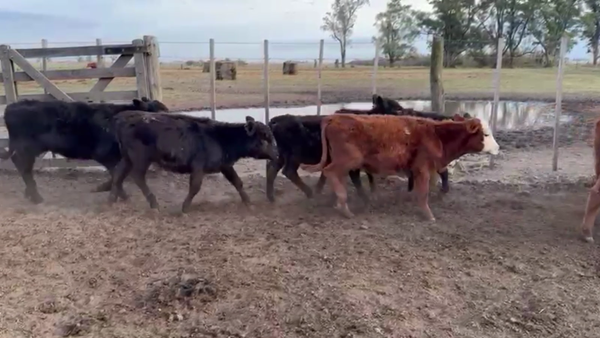 Lote 45 TERNS. MACHOS Y HEMBRAS, CARLOS TEJEDOR, BS. AS.