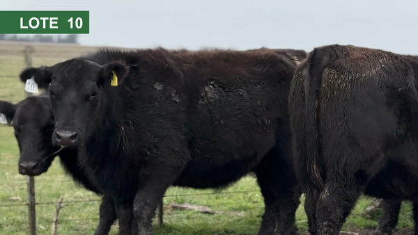 Lote 6 Vaquillonas preñadas ANGUS en Balcarce