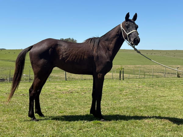 Lote LC AFRICANO 414