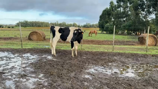 Lote NOVILLOS 1 a 2 AÑOS