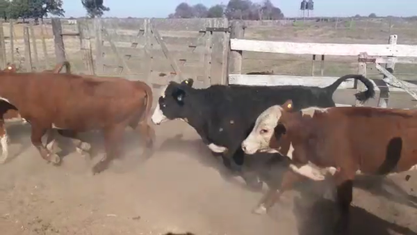 Lote 60 Terneros Braford en Cayastacito, Santa Fe