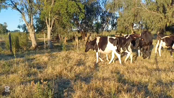 Lote NOVILLOS HOLANDO