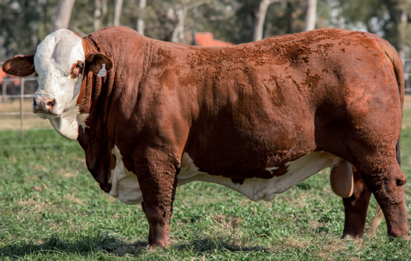 Lote Toro Braford -  Los Charabones