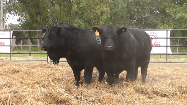 Lote TOROS ANGUS NEGROS PC