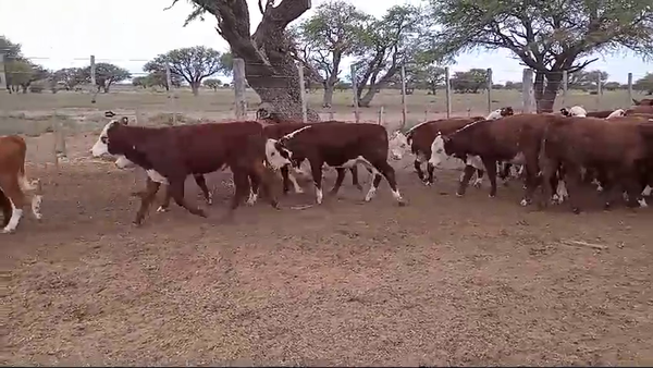 Lote 75 Terneros en Gral. Acha, La Pampa