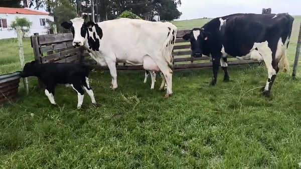 Lote 4 Piezas de cría, San José