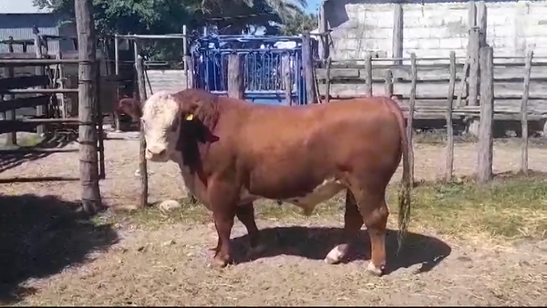 Lote TORO PI - RP 270