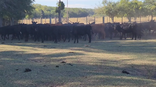 Lote 79 Terneras en Verónica, Buenos Aires