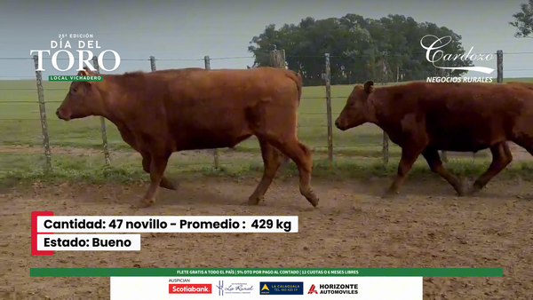 Lote 47 Novillos