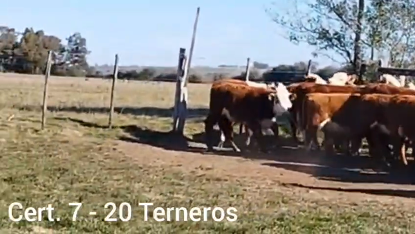 Lote Terneros