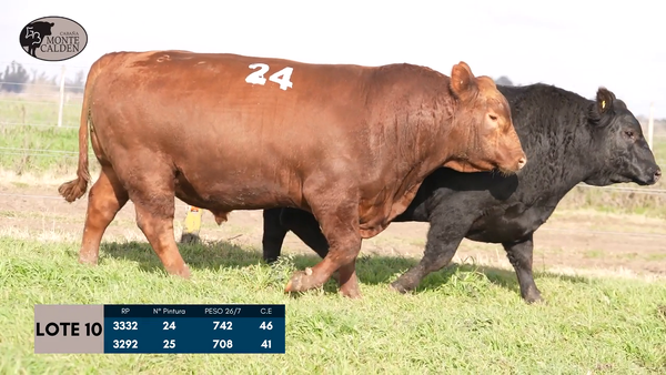 Lote Toros Puro controlado