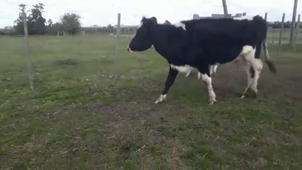 Lote 2 Piezas de cría 380kg - , San José