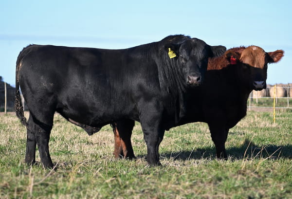 Lote TOROS PUROS DE PEDIGREE