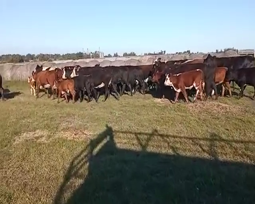 Lote (Vendido)34 Piezas de cría BRITANICO Y SUS CRUZAS 330kg -  en RUTA 1K 64 RADIAL