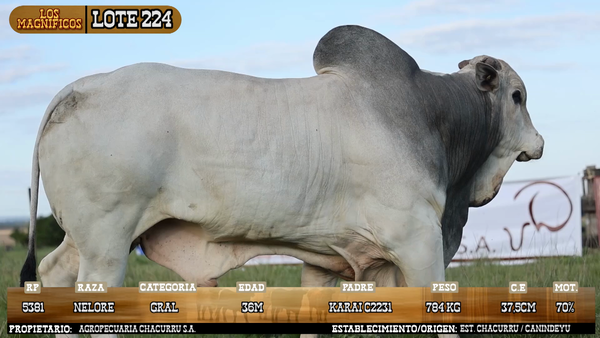 Lote LOTE 224 - VIVO