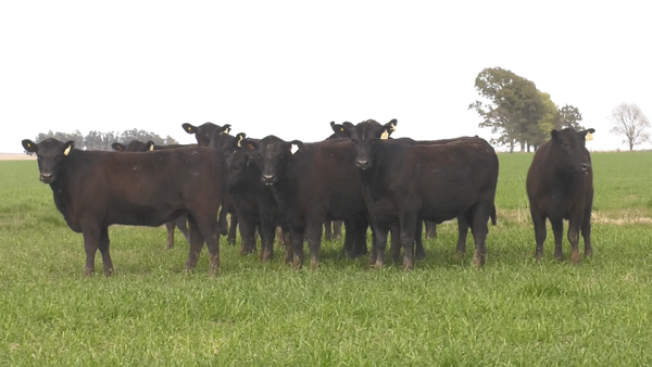 Lote VAQ. ANGUS NEGRO  MAS C/GTÍA DE PREÑEZ PARICION OTOÑO