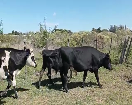 Lote 5 Novillos 1 a 2 años CRUZA 220kg - , San José