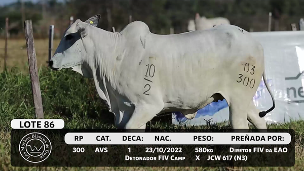 Lote LOTE 86