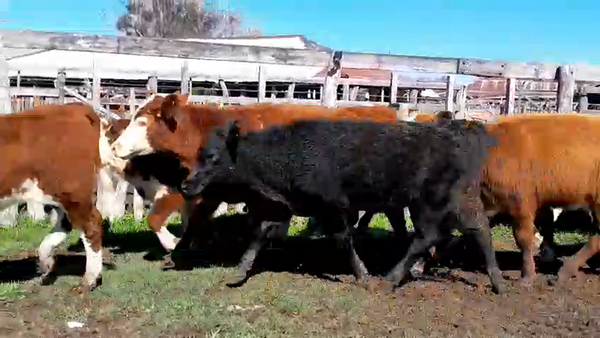 Lote 25 Terneras en Corrientes, Curuzú-Cuatiá