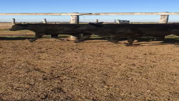 Lote 50 Novillos Braford y sus cruzas en Sunchales, Santa Fe