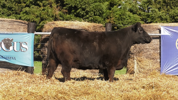 Lote VAQUILLONAS A. ANGUS PURO PEDIGREE