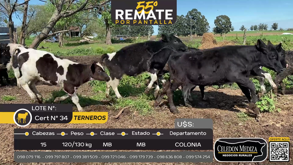 Lote 15 Terneros a 2 km de Tarariras, Colonia