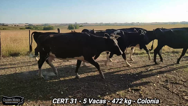 Lote 5 Vacas de Invernada en Paso Antolín, Colonia