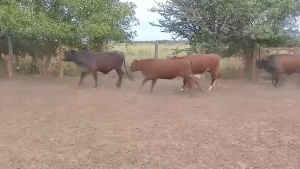 Lote 325 Novillitos en J.J. Castelli, Chaco
