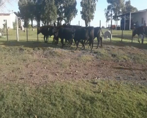 Lote Terneros