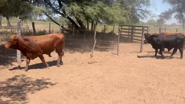 Lote 120 Novillitos en Juan José Castelli, Chaco