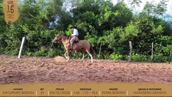 Lote KATUPURY BOEIRA