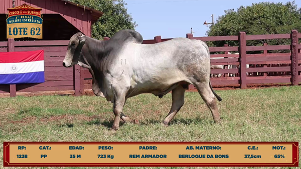 Lote LOTE 62
