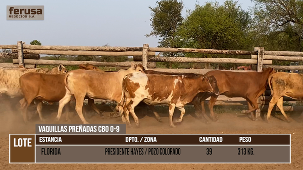 Lote LOTE 3 - 39 VAQUILLAS PREÑADAS CBO 0-9