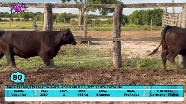 Lote LOTE 80- EN VIVO