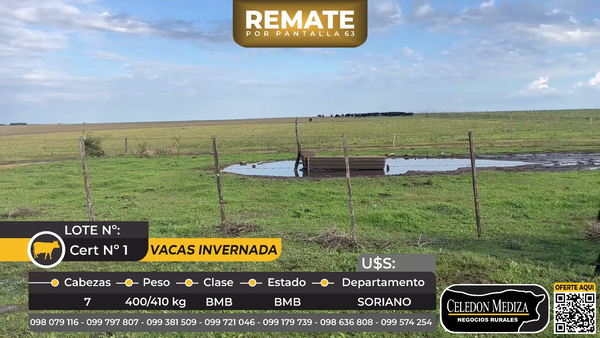 Lote 7 Vacas de Invernada en ruta 12, km 14. Agraciada, Soriano