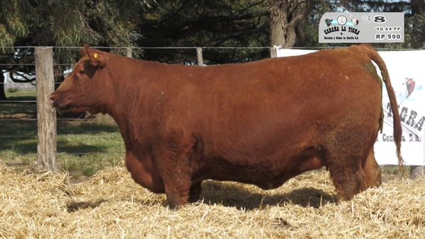Lote HEMBRAS ANGUS PURAS DE PEDIGREE PREÑADAS