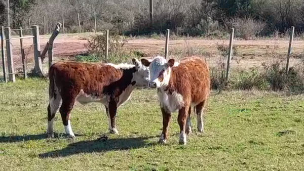 Lote (Vendido)2 Terneras HEREFORD 170kg -  en EL CHILENO
