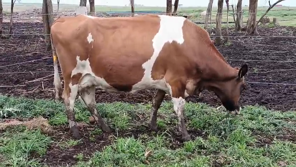 Lote Vaca 450kg - , San José