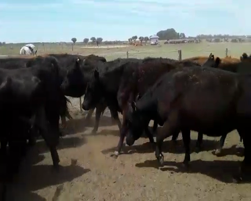 Lote 50 Vacas CUT con cría en Mayor Buratovich, Buenos Aires