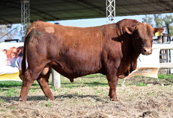 Lote TOROS PUROS CONTROLADOS